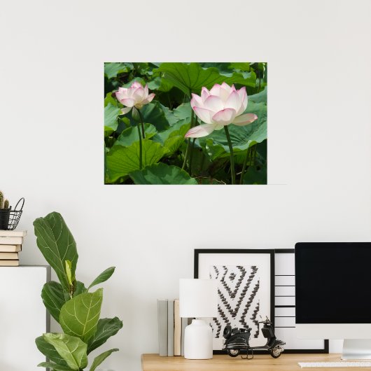 Lotusse Poster (Heimbüro)