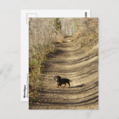 Louie die Dackel im Herbst Postkarte (Vorne/Hinten)
