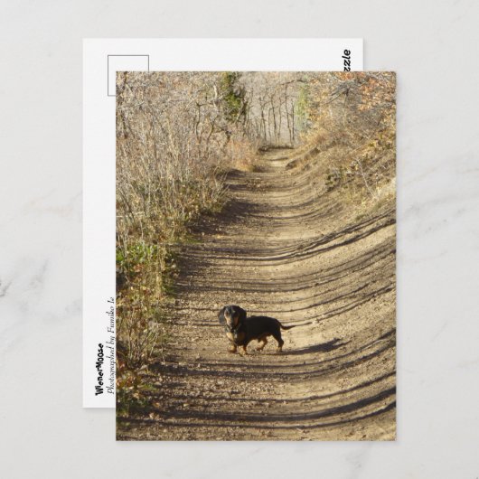 Louie die Dackel im Herbst Postkarte (Vorne/Hinten)