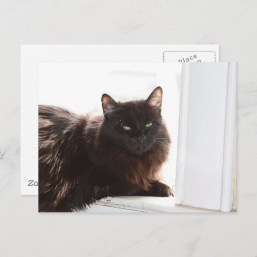 Louie Postkarte (Vorne/Hinten)