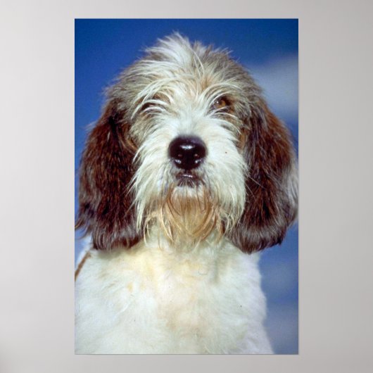 Louis,""" Petit Basset Griffon de Vendeen Poster (Vorne)