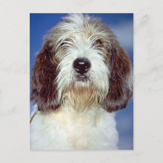 Louis,""" Petit Basset Griffon de Vendeen Postkarte (Vorderseite)