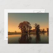 Louisiana, Bäume und Zypressen bei Sonnenuntergang Postkarte (Vorne/Hinten)