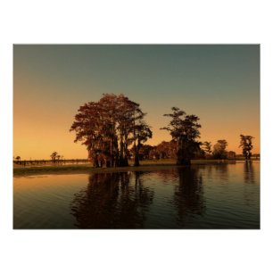 Louisiana bayou and cypress tree poster