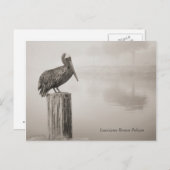 Louisiana Brown Pelican Postkarte (Vorne/Hinten)