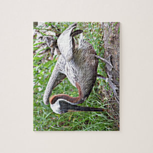 Louisiana Brown Pelican Puzzle