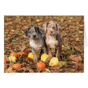 Louisiana Catahoula Welpen mit Pumpkins