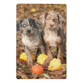Louisiana Catahoula Welpen mit Pumpkins Mini Klemmbrett (Rückseite)