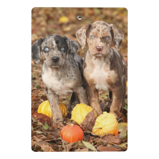 Louisiana Catahoula Welpen mit Pumpkins Mini Klemmbrett (Rückseite)