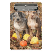 Louisiana Catahoula Welpen mit Pumpkins Mini Klemmbrett (Vorderseite)