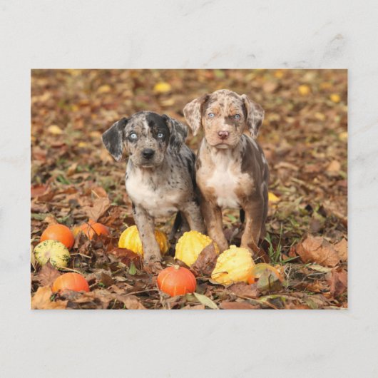 Louisiana Catahoula Welpen mit Pumpkins Postkarte (Vorderseite)