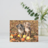 Louisiana Catahoula Welpen mit Pumpkins Postkarte (Stehend Vorderseite)