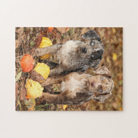 Louisiana Catahoula Welpen mit Pumpkins Puzzle (Horizontal)