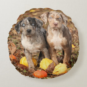 Louisiana Catahoula Welpen mit Pumpkins Rundes Kissen