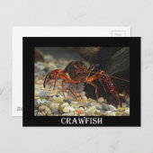 Louisiana Crawfish Postkarte (Vorne/Hinten)