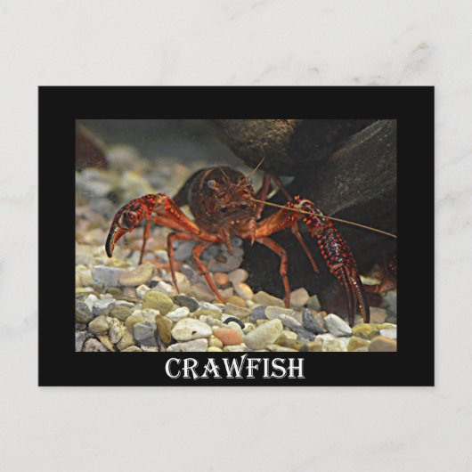 Louisiana Crawfish Postkarte (Vorderseite)
