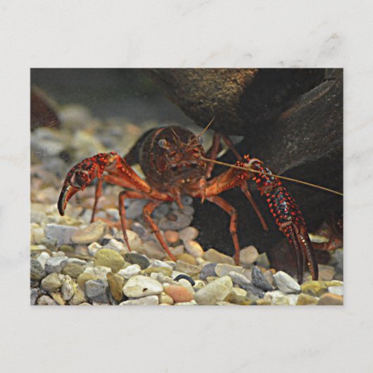 Louisiana Crawfish Postkarte (Vorderseite)