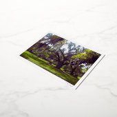 Louisiana-Eiche Postkarte (Gedreht)