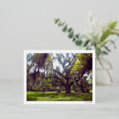 Louisiana-Eiche Postkarte (Stehend vorne)