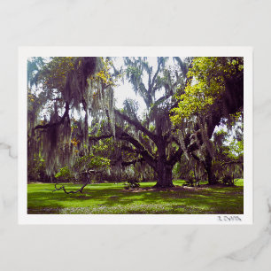 Louisiana-Eiche Postkarte