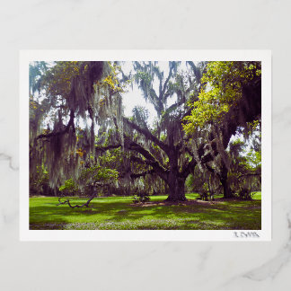 Louisiana-Eiche Postkarte