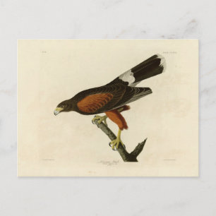 Louisiana-Falke Postkarte