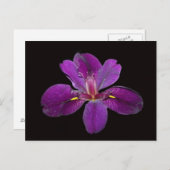 Louisiana Gamecock Iris Blume Postcard Postkarte (Vorne/Hinten)