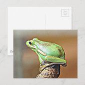 Louisiana Green Tree Frog Postkarte (Vorne/Hinten)