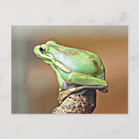 Louisiana Green Tree Frog Postkarte (Vorderseite)