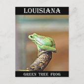 Louisiana Green Tree Frog Postkarte (Vorderseite)