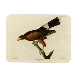 Louisiana (Harris's Hawk Audubon Birds of America Magnet