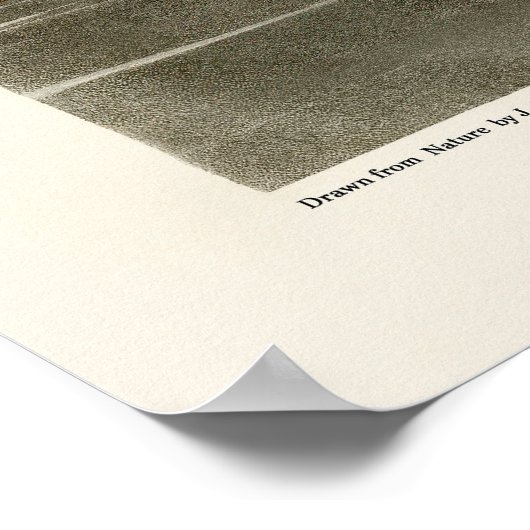 Louisiana Heron, 1834, From the Birds of America Poster (Ecke)