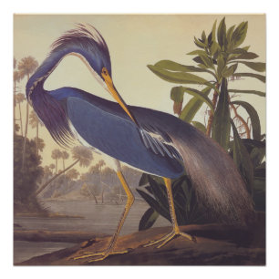 Louisiana Heron Audubon Vintag Art Buchzeichen Poster