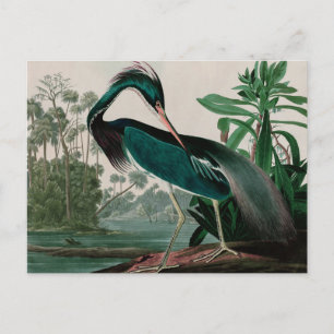Louisiana Heron Birds of America Audubon Print Feiertagspostkarte