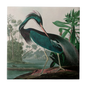 Louisiana Heron Birds of America Audubon Print Fliese
