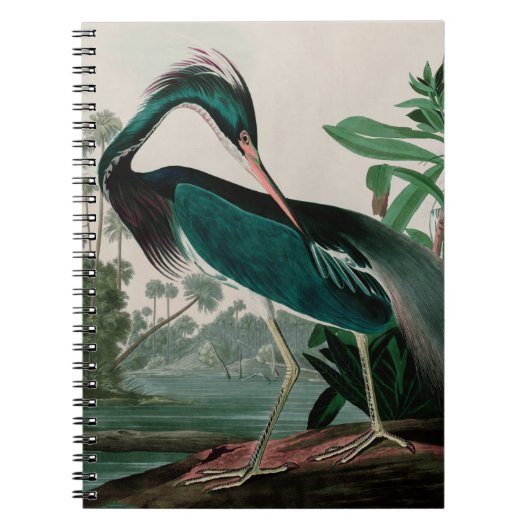 Louisiana Heron Birds of America Audubon Print Notizblock (Vorderseite)