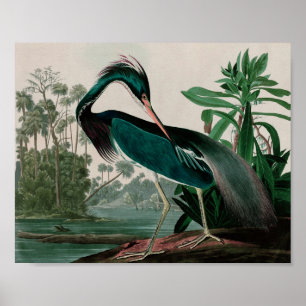 Louisiana Heron Birds of America Audubon Print Poster