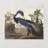 Louisiana Heron John Audubon Postkarte (Vorderseite)