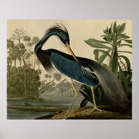 Louisiana Heron Poster (Vorne)