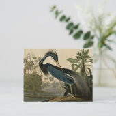 Louisiana Heron Postkarte (Stehend Vorderseite)