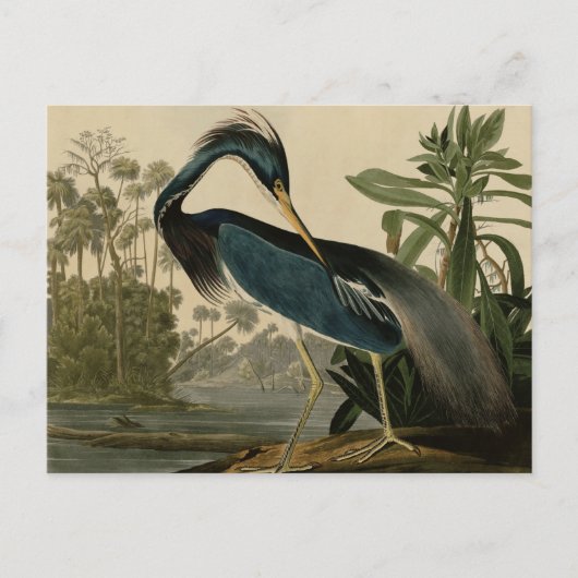 Louisiana Heron Postkarte (Vorderseite)