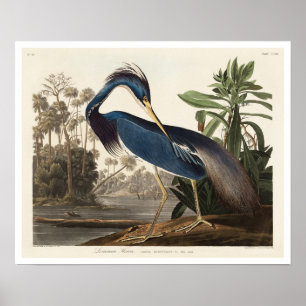 Louisiana Heron von Audubon Poster