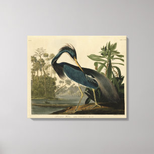 Louisiana Heron - von Audubons Vögeln Amerikas Leinwanddruck