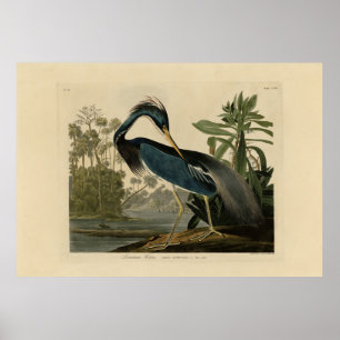 Louisiana Heron - von Audubons Vögeln Amerikas Poster