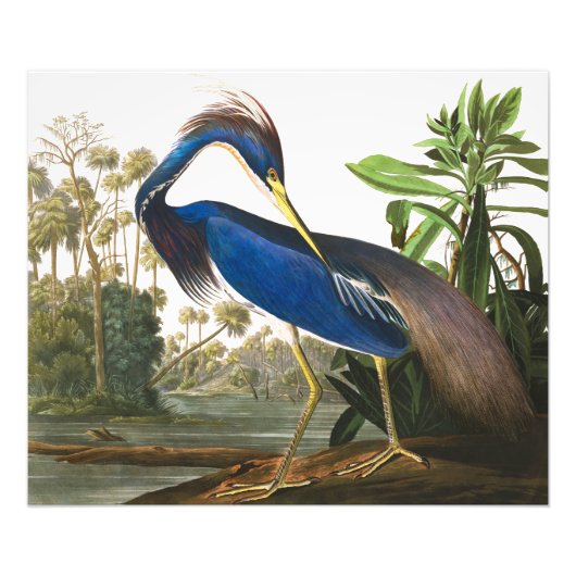 Louisiana Heron von John James Audubon Fotodruck (Vorne)
