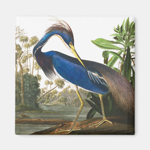 Louisiana Heron von John James Audubon Magnet