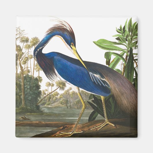 Louisiana Heron von John James Audubon Magnet (Vorne)
