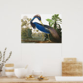 Louisiana Heron von John James Audubon Poster (Küche)