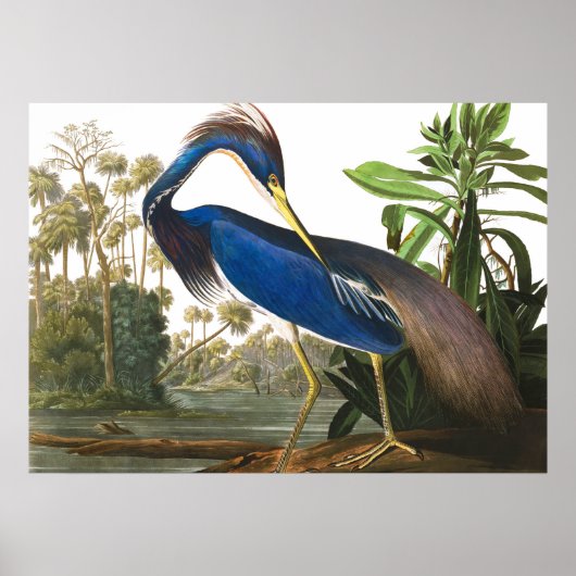 Louisiana Heron von John James Audubon Poster (Vorne)