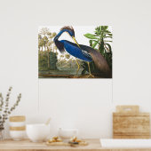 Louisiana Heron von John James Audubon Poster (Küche)